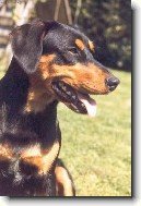 Rakousk� kr�tkosrst� pin�