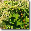 Koko��k Mnohokv�t�, He Shou Wu (che �ou wu)