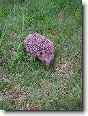 Co ud�lat pro nalezen�ho je�ka?