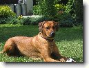 Rhod�sk� ridgeback, Rhod�zsk� ridgeback