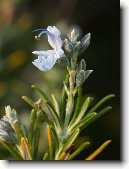 Rozmar�na L�ka�sk�