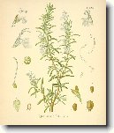 Rozmar�na L�ka�sk�