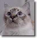 Birmansk� ko�ka, Birma