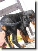 Skotsk� setr, Gordonsetr