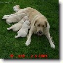 �t�n� a v�e o n�m