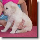 Rady chovatel�m ps�