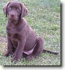 Rady chovatel�m ps�