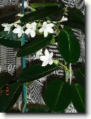 Stefanotis, v�ncovec kv�tnat�