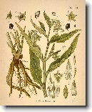 Kostival L�ka�sk�