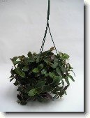 Pod�nka, tradeskancie