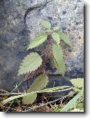 Kop�iva Dvoudom�