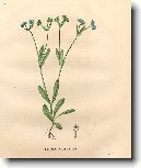 Kozl��ek poln�, Poln��ek