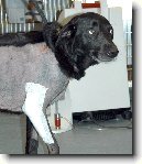 P�edopera�n� vy�et�en� - pes