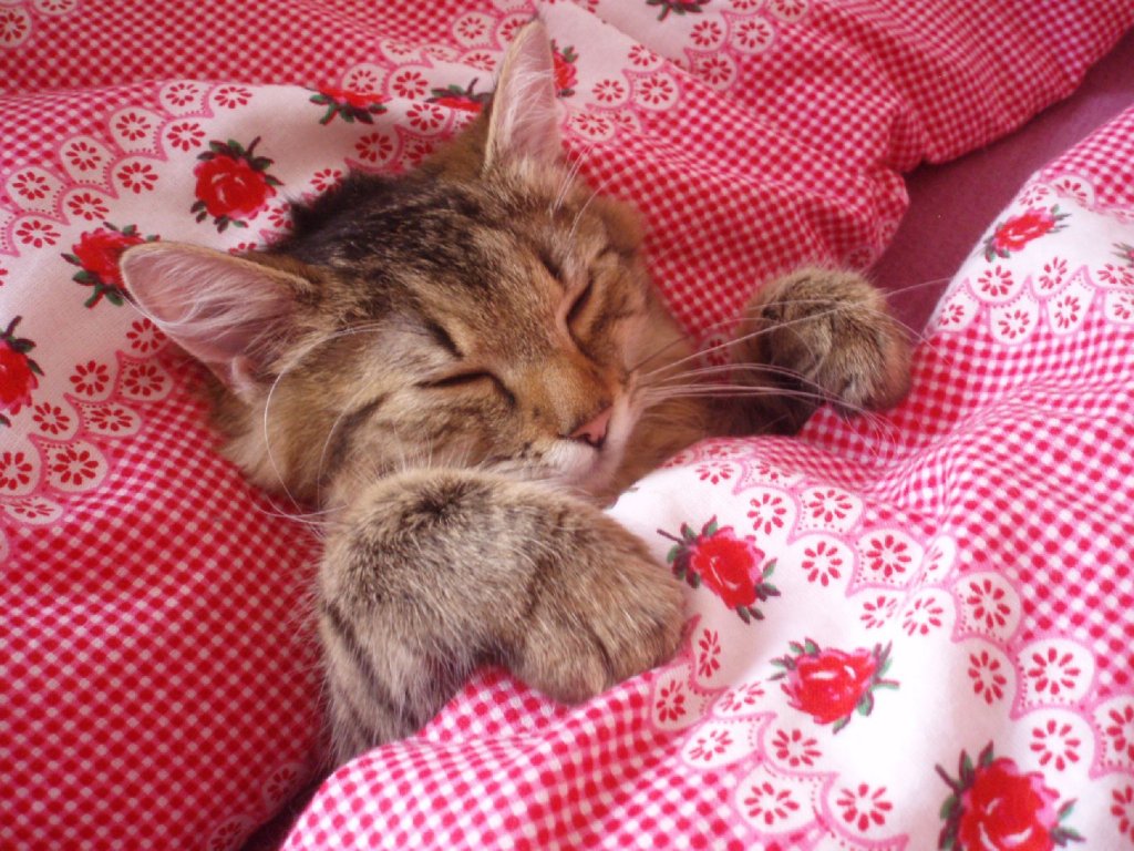 Foto: Nejl�pe se spink� v post�lce