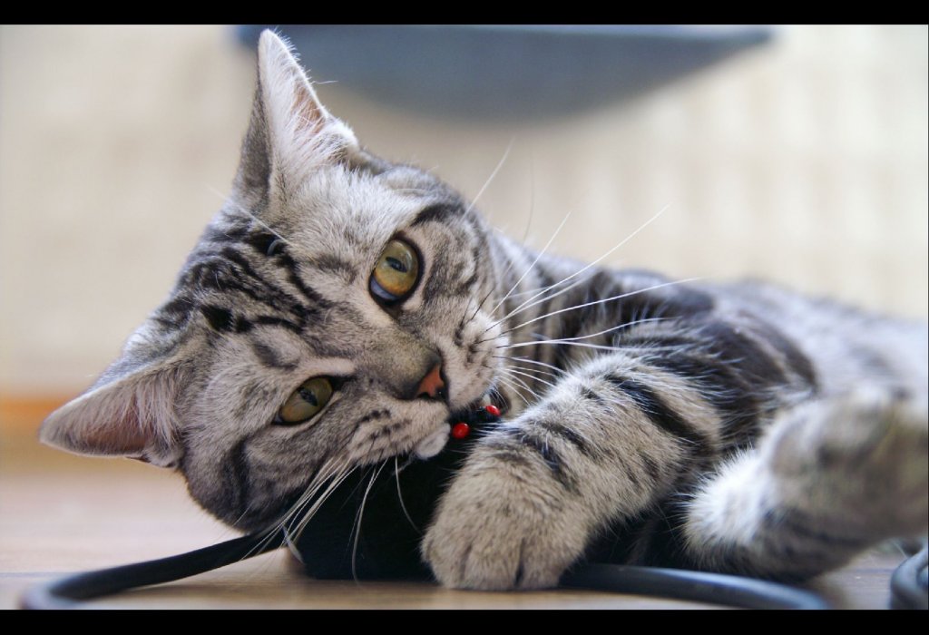 Foto: Se�eru T�, My�i