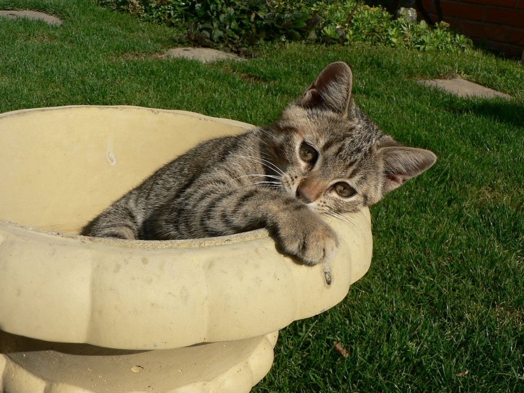 Foto: Vyrostla n�m nov� kyti�ka