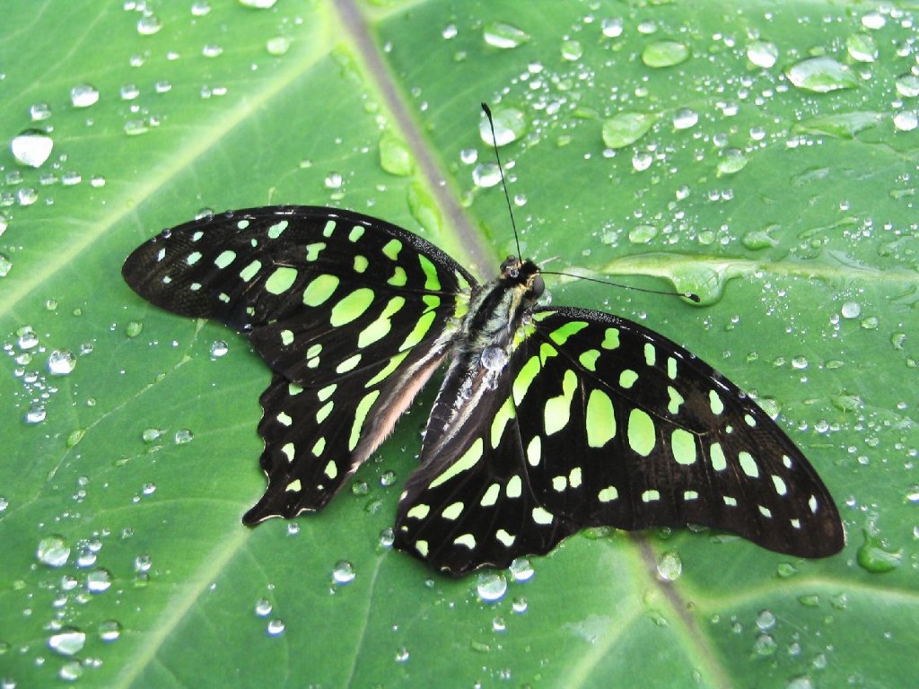 Foto: nen� zelen� jako zelen�