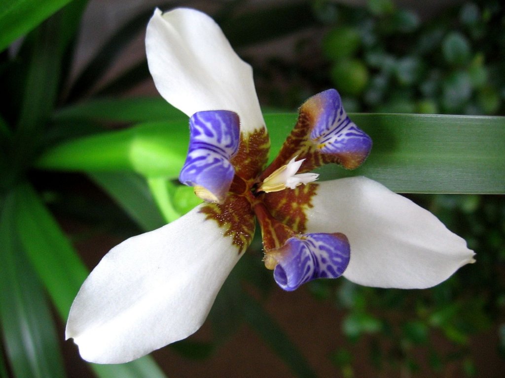 Foto: jednodenn� par�da