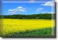 Tapety na plochu: 3521