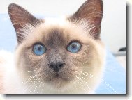 Tapety na plochu: 289