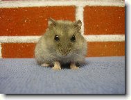 Tapety na plochu: 359