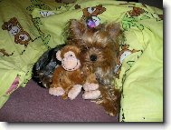 Tapety na plochu: 224