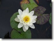 Tapety na plochu: 111