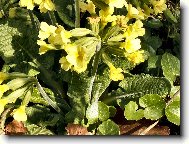 Tapety na plochu: 34