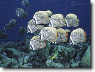 Tapety na plochu: 1416