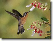 Tapety na plochu: 1851