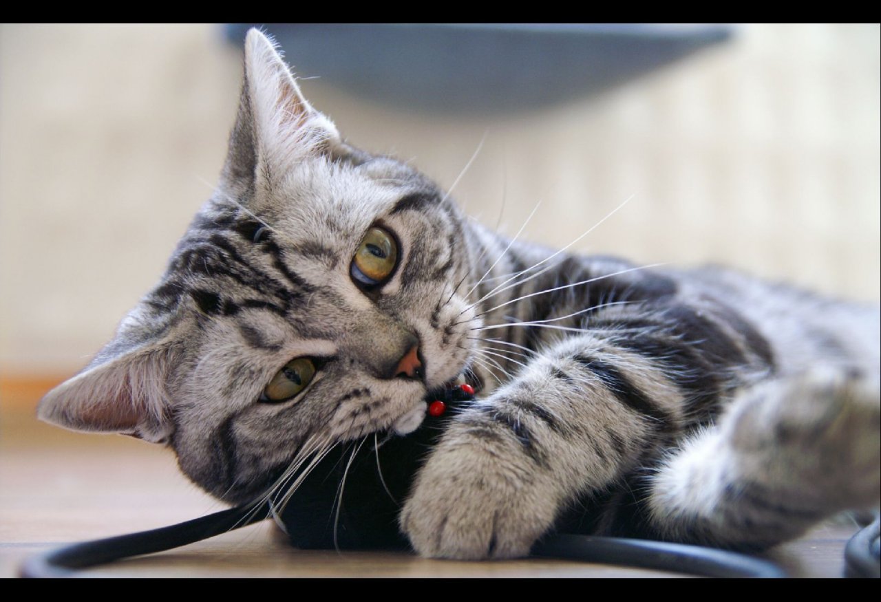 Foto: Se�eru T�, My�i