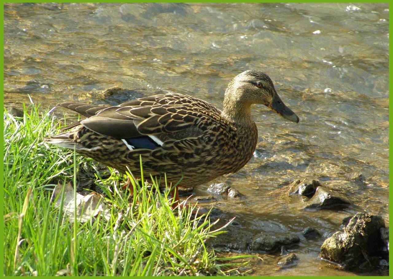 Foto: Kachna divok�.