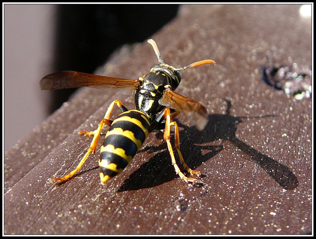 Foto: Nep�ibli�ovat se !!!