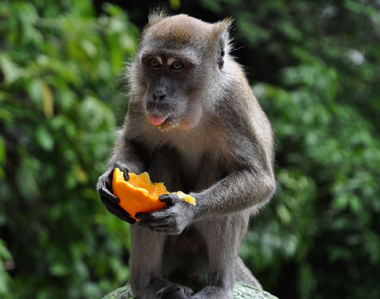 Foto: opi�ka vMalaisii