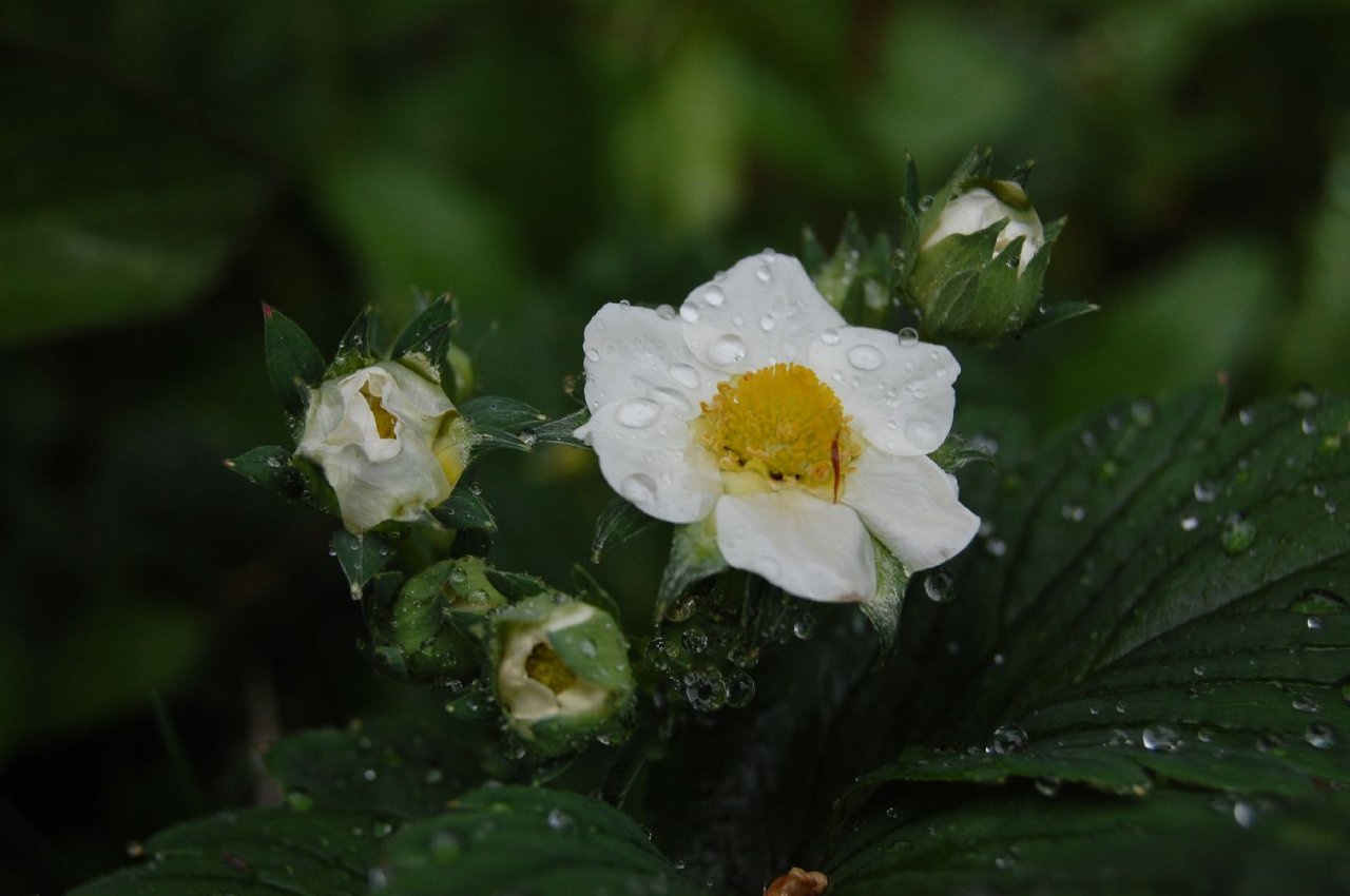 Foto: S kapkami de�t�