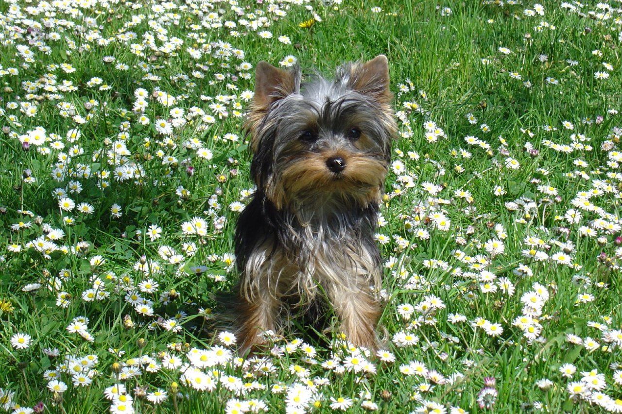 Foto: Daisy v sedmikr�sk�ch