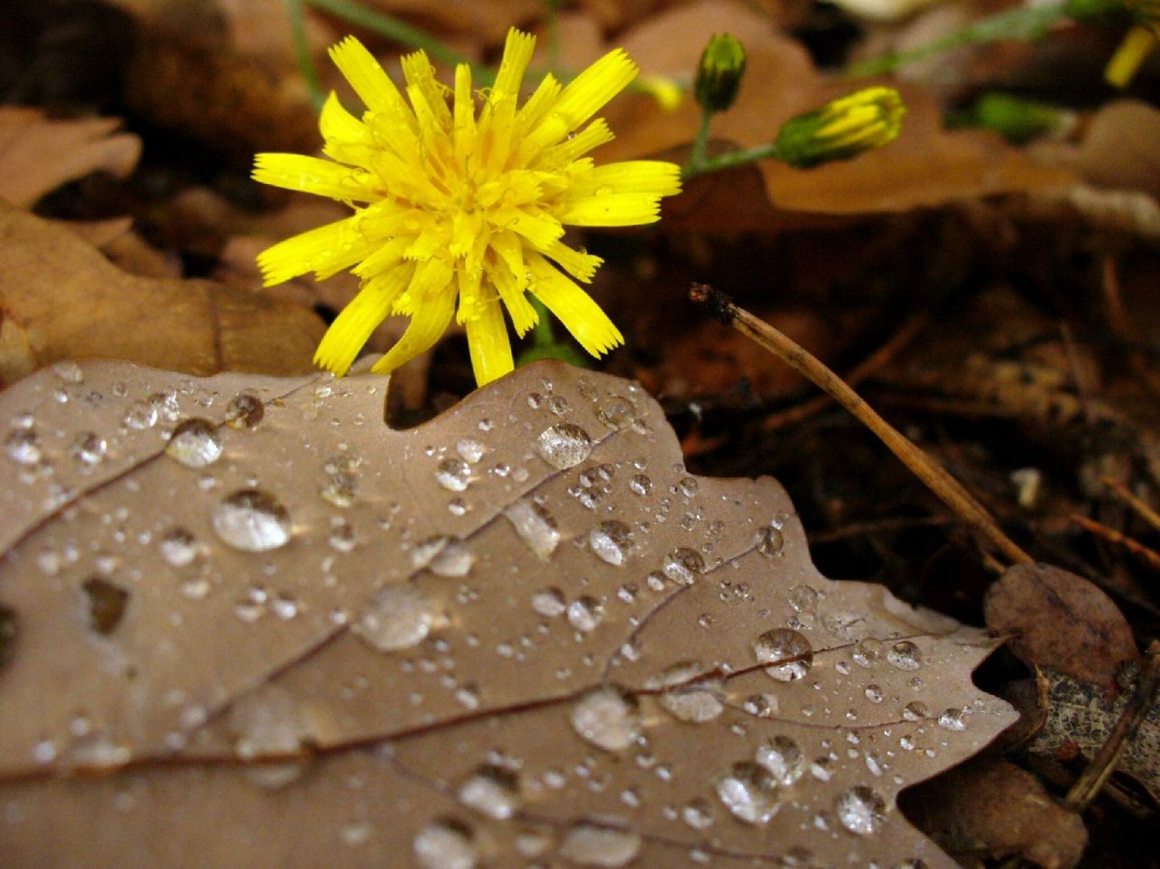 Foto: Jaro �i podzim?