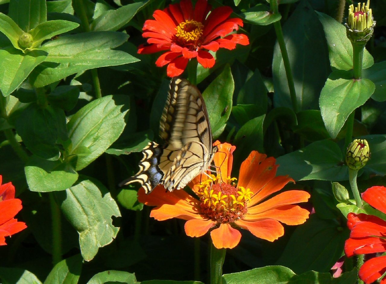 Foto: pozdrav l�ta