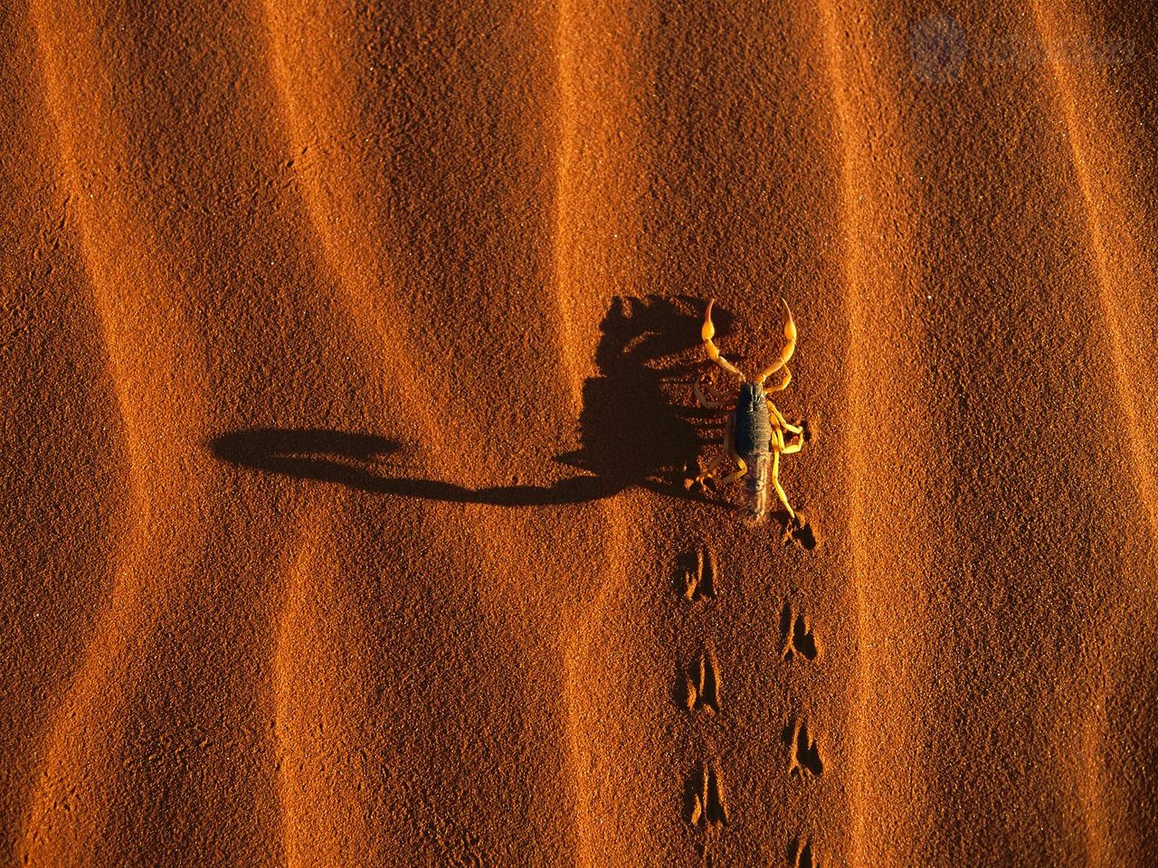 Foto: Shadow Casting Scorpion, Namib Naukluft National Park, Namibia