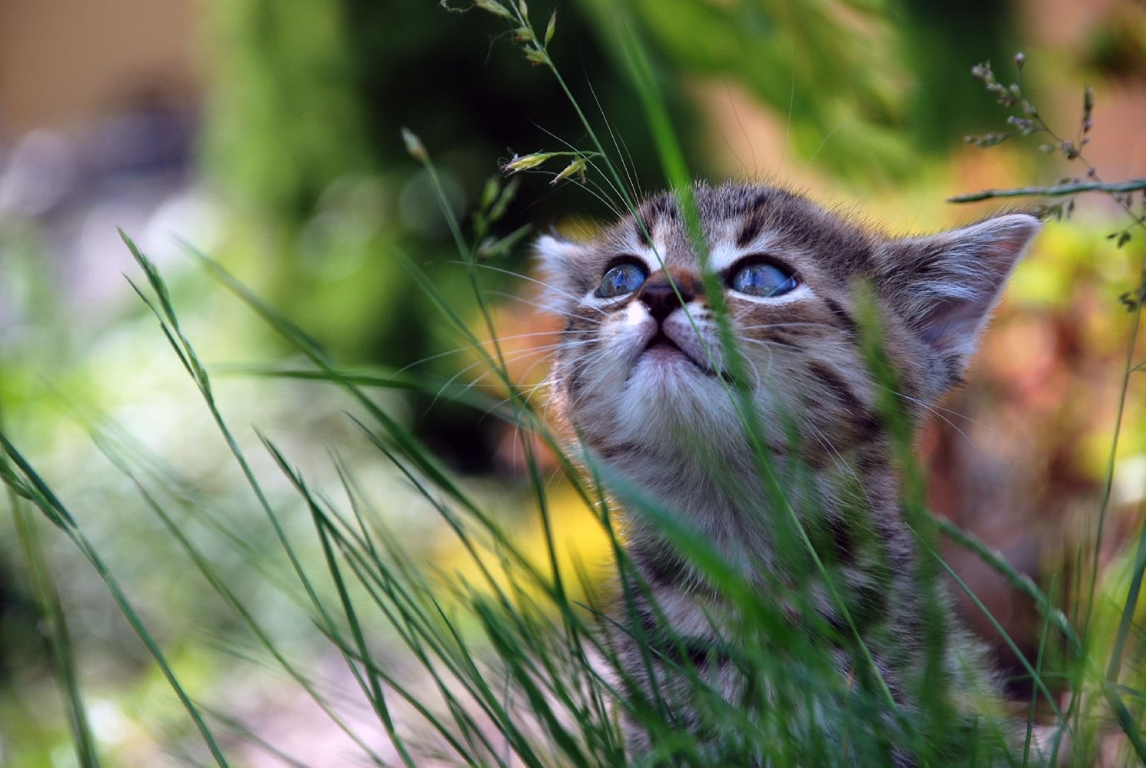 Foto: Copak n�m to kouk� z tr�vy?