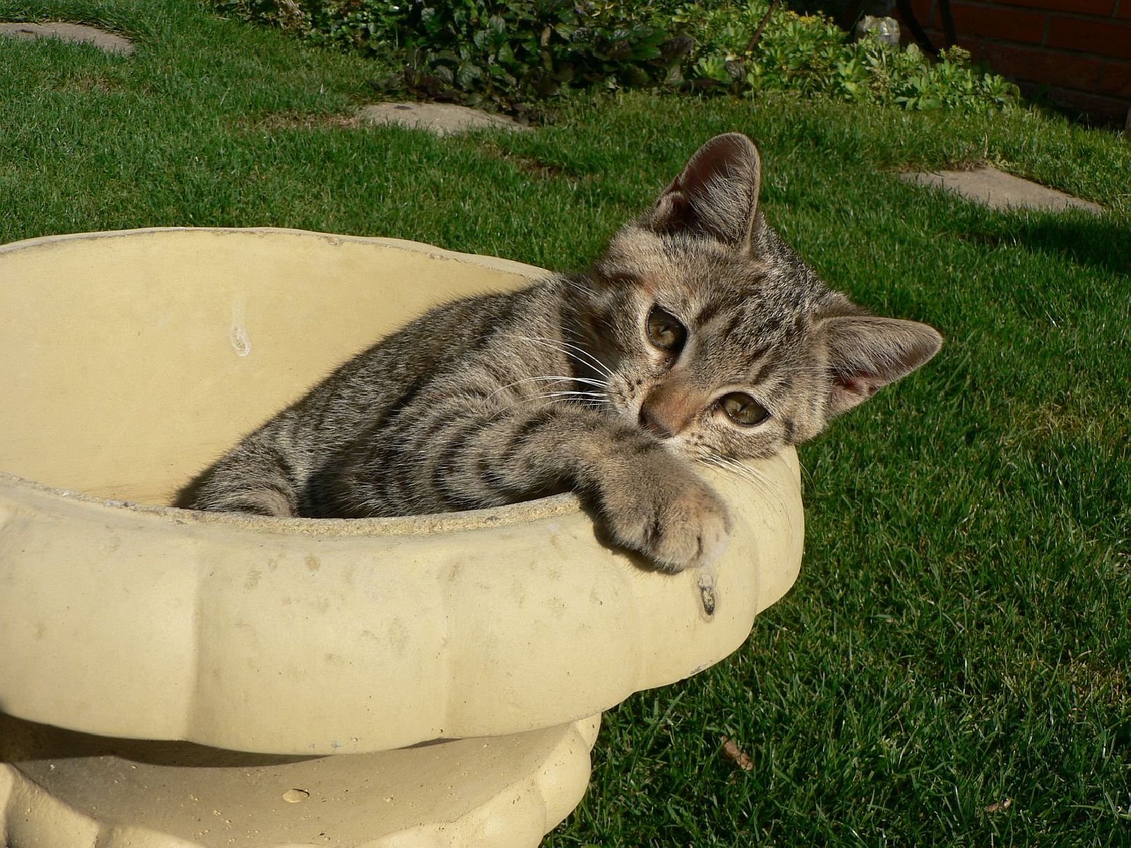 Foto: Vyrostla n�m nov� kyti�ka