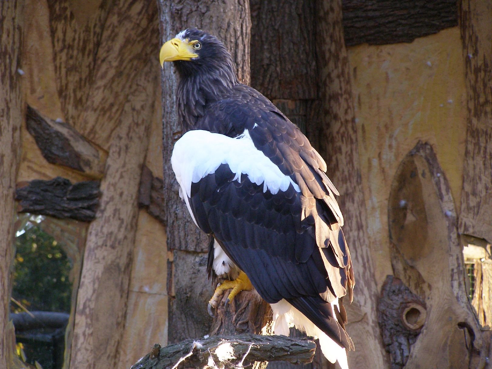 Foto: Orel b�lohlav�