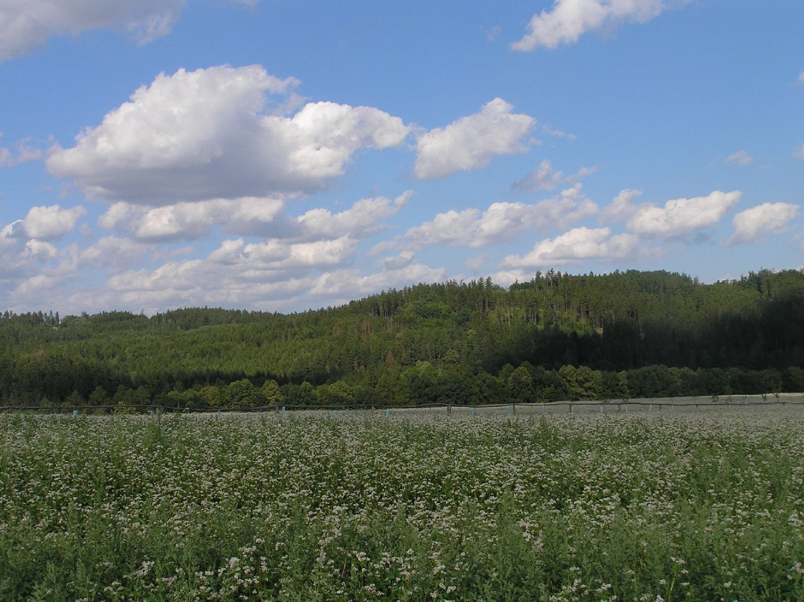 Foto: Vzpom�nka na l�to!