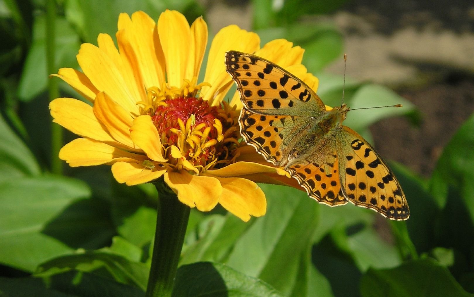 Foto: perle�ovec prost�edn�