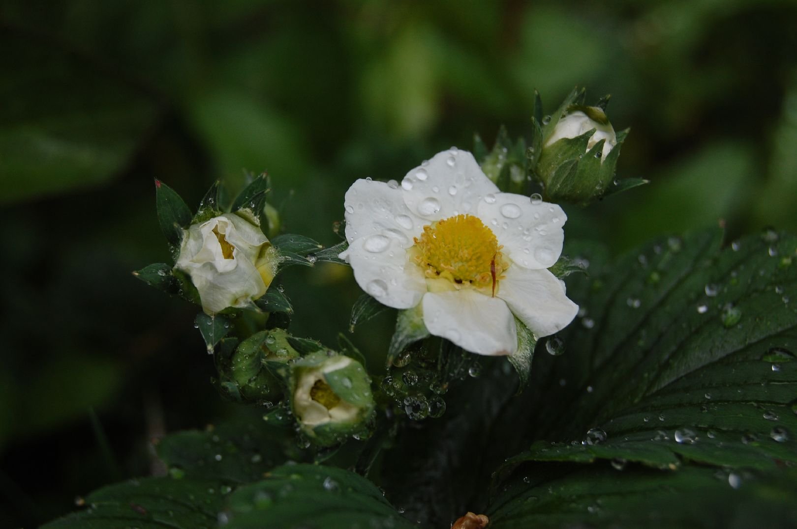 Foto: S kapkami de�t�