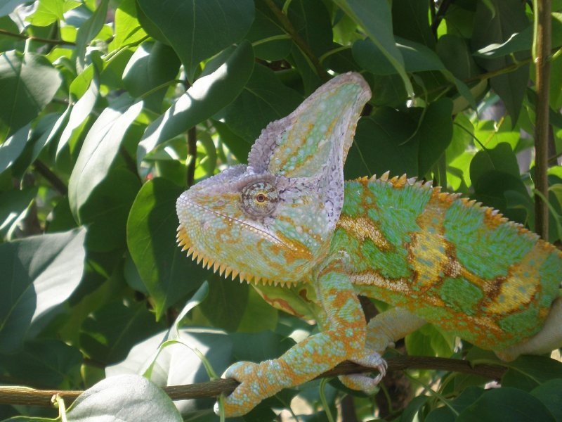 Foto: chameleon venku na slun��ku