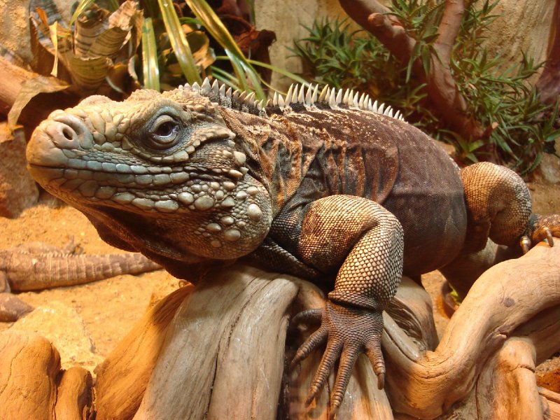 Foto: Legu�n kub�nsk�