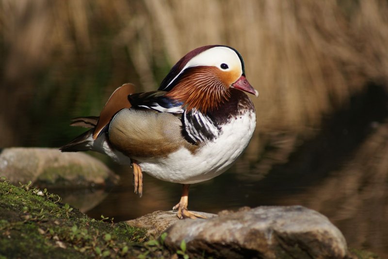 Foto: Ka�enka Mandar�nsk�