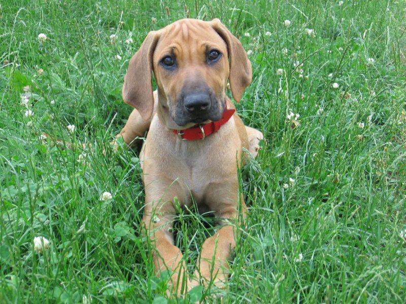 Foto: Jack v tr�v�:-)