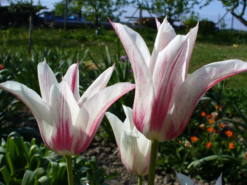 Foto: Vzpom�nka na jaro